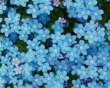 Forget Me Not Seeds 100 Chinese Blue Wildflower Garden Annual Fast Shipping - £7.20 GBP