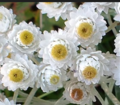 PEARLY EVERLASTING 100 Seeds - £7.89 GBP