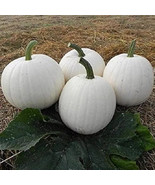 VC 20 Casper White Pumpkin Seeds Non-Gmo Easy Grow - $12.66