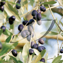 USA Non GMO Olive Olive Tree Olea Europaea 15 Seeds - £6.71 GBP