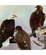 Bald Eagle Golden Eagle 1955 Plate Print Birds Of America Nature Art DWEE33 - $742.27 MXN