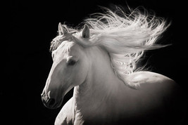 Grey Ghost by Robert Dawson Canvas Giclee White Horse Open Edition - $246.51