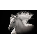 Grey Ghost by Robert Dawson Canvas Giclee White Horse Open Edition - $246.51