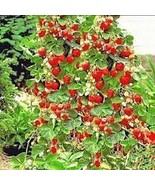 400 Seeds Imported Japanese Red Climbing Strawberry - $217.37 MXN