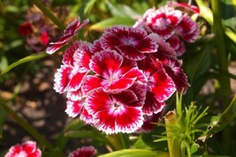 Sweet Williams Flower Seed Packet Mix 800 Seeds - $6.89