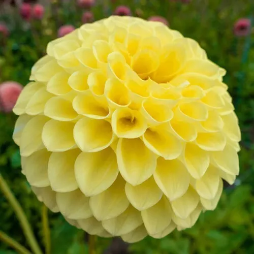 1 - Giant Ball Dahlia JOWEY MARTINA Bulb Tuber Clump A Delicate Buttery Hue - $44.91 CAD