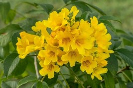 Yellow trumpetbush - Yellow elder - Tecoma stans - 10+ Seeds - (E 233) - £3.18 GBP