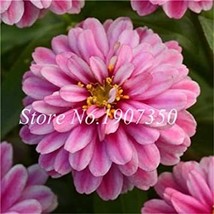 100 Pcs Long Flowering Period Zinnias Elegans Widely Cultivated Common B... - £7.79 GBP