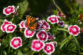 50 SEEDS HOLBORN GLORY DIANTHUS - £11.54 GBP