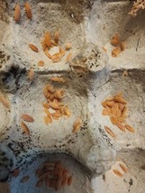 15 Porcellionides Pruinosus Powder Orange Isopods Free Shipping - $18.69