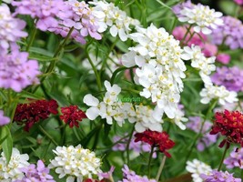 BUY 1 GET 1 FREE Candytuft Dwarf Fairy Mix+150 Seeds - £4.70 GBP