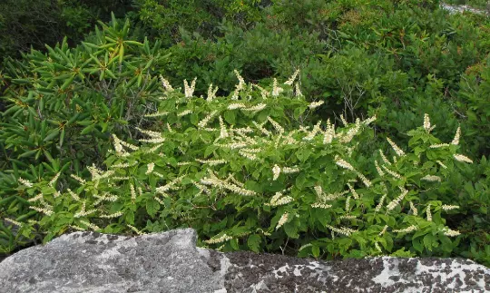 Mountain Pepper Bush Or Clethra Acuminata 30 Seeds USA Seller - £7.69 GBP