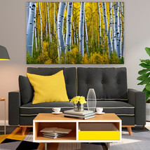 Aspen Trees in a Forest, Coconino National Forest, Arizona 1,Canvas Wall Art - £28.31 GBP+