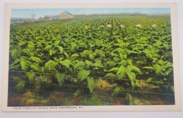 Prize Tobacco Raised Near Owensboro Kentucky Vintage Postcard Unposted - $12.67