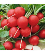 Radish Cherry Belle Heirloom Popular Root Vegetable Heirloom Non-Gmo 250... - $11.18 CAD