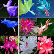 SL 100Pcs Cactus Flowers Indoor Potted Plants Purifying Air Flower,Zygocactus Tr - $4.14