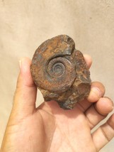 Platyclymenia Ammonite Fossil Devonian Period Morocco Authentic Moroccan... - $198.90 MXN
