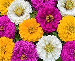 Beautiful Mardi Gras Zinnia Seeds 100  Seeds Fast Shipping - $7.99