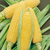 Heirloom Bantam Corn Seeds Sweet Corn Organic 50400 Seeds Gardening Fresh USA Se - £8.36 GBP