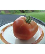 Rostova - a fine tomato from Central Asia - $5.50