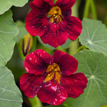 SALE  Black Velvet Nasturtium Seeds 10 - 100 Seeds Non-Gmo - £4.62 GBP