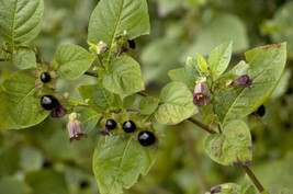 JR 25 Deadly Nightshade Seeds - Atropa belladonna Apothecary Witchcraft Wicca He - £8.61 GBP