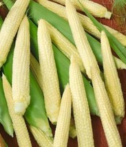 10 Seeds Japanese Hulles Corn Heirloom Seeds R API D Bloom Enjoy - $8.35