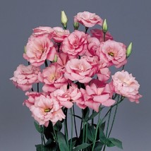 50 Pelleted Seeds Echo Pink Lisianthus Flower Seeds - £26.31 GBP