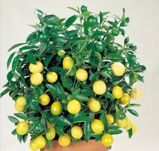 Bonsai Yellow Green Lemon Tree Seeds - £10.31 GBP