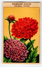 1920&#39;s Flower Art Print SCABIEUSE GRANDE Lithograph Original Made For Se... - £10.09 GBP