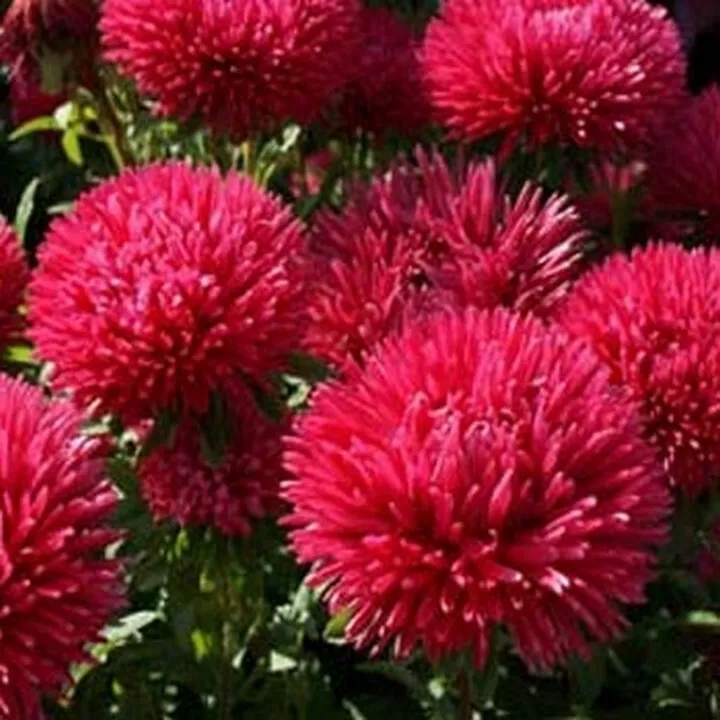  50 Fresh Seeds Aster Gremlin Double Red - £9.21 GBP