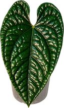 Anthurium Luxurian By Leal Plants Ecuador Live Plants| Green House Plant Indoors - £43.24 GBP
