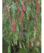 Best Schinus Molle | California Pepper Tree | Peppercorn Tree | 10 Seeds - £14.18 GBP