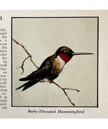 Ruby Throated Hummingbird Bird Print 1931 Blue Book Birds Americal Art P... - $19.99
