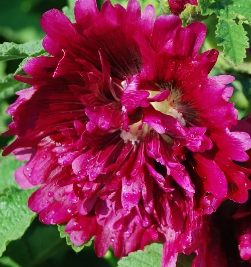 50 Hollyhock Seeds Queeny Purple Holly Hock Seeds ( Perennial ) - £10.75 GBP