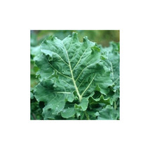 Kale Premier Great Heirloom Vegetable By Seed Kingdom 1 Oz Seeds Fresh Gardening - $21.40