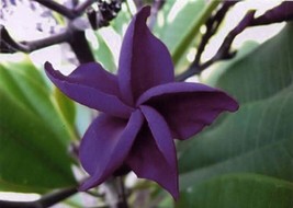 5 Dark Purple Plumeria Seeds Plants Flower Lei Hawaiian Perennial Flowers - $9.88