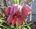 Sale 10 Seeds Checker Lily Fritillaria Affinis Chocolate Mission Bells F... - £7.91 GBP