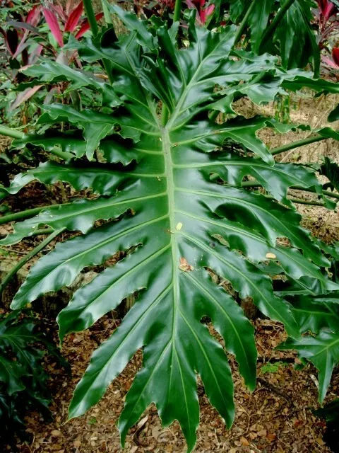 15 Lacy Tree Philodendron Split Leaf Cut Leaf Selloum House Plant Seeds Fresh Ga - £15.97 GBP