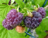 Glencoe Purple Raspberry - Potted Plants - compact, thornless hybrid - s... - £17.42 GBP+