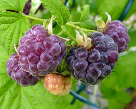 Glencoe Purple Raspberry - Potted Plants - compact, thornless hybrid - sweet - £17.09 GBP+
