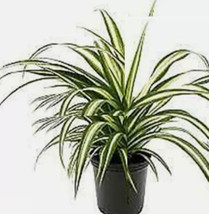 SEPTH Spider Variegated Chlorophytum comosum Variegatum zebra  Live Plant 4&quot;&quot;pot - $5.99