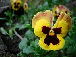 40 Pansy Flower Seeds BE81026-32 Fresh Seeds - $17.96