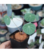 Live Plants Caudex-Stephania erecta Sprouting)|Circle Leaves, Caudex eas... - £28.34 GBP