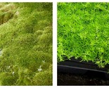 400 Pcs/Bag Seeds Moss Ball Sagina Subulata Bonsai Grass Garden - $32.93