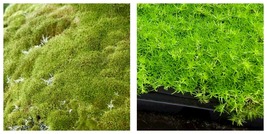 400 Pcs/Bag Seeds Moss Ball Sagina Subulata Bonsai Grass Garden - £26.01 GBP