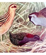 Yellow And Black Rails Sora 1936 Bird Art Lithograph Color Plate Print D... - $34.28 CAD
