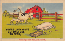Celina Tennessee~You&#39;re Lucky You&#39;ve Got Only One To Feed Pig Talking Postcard - £7.40 GBP