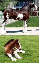 Schleich Toy Horses Clydesdale Mare &amp; Foal - $10.89