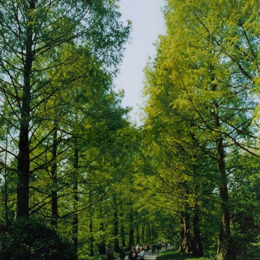 Dawn Redwood Metasequoia Glyptostroboides Reforestation Preferred Hardy ... - £6.71 GBP